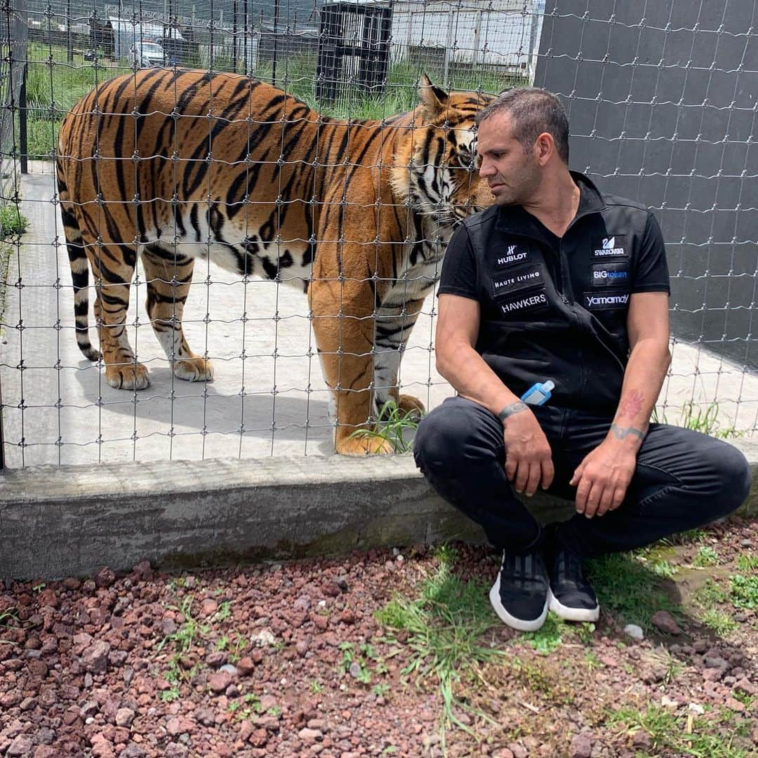 Black Jaguar-White Tiger さんのインスタグラム写真 - (Black Jaguar-White Tiger Instagram)「Keeping company to my boy Alcyone while his future girlfriends, Rainbow and Meera, are moved to his habitat in a couple of days :) #TheNightmaresBJWT #SiberianTiger #SaveTigers」8月21日 3時30分 - blackjaguarwhitetiger