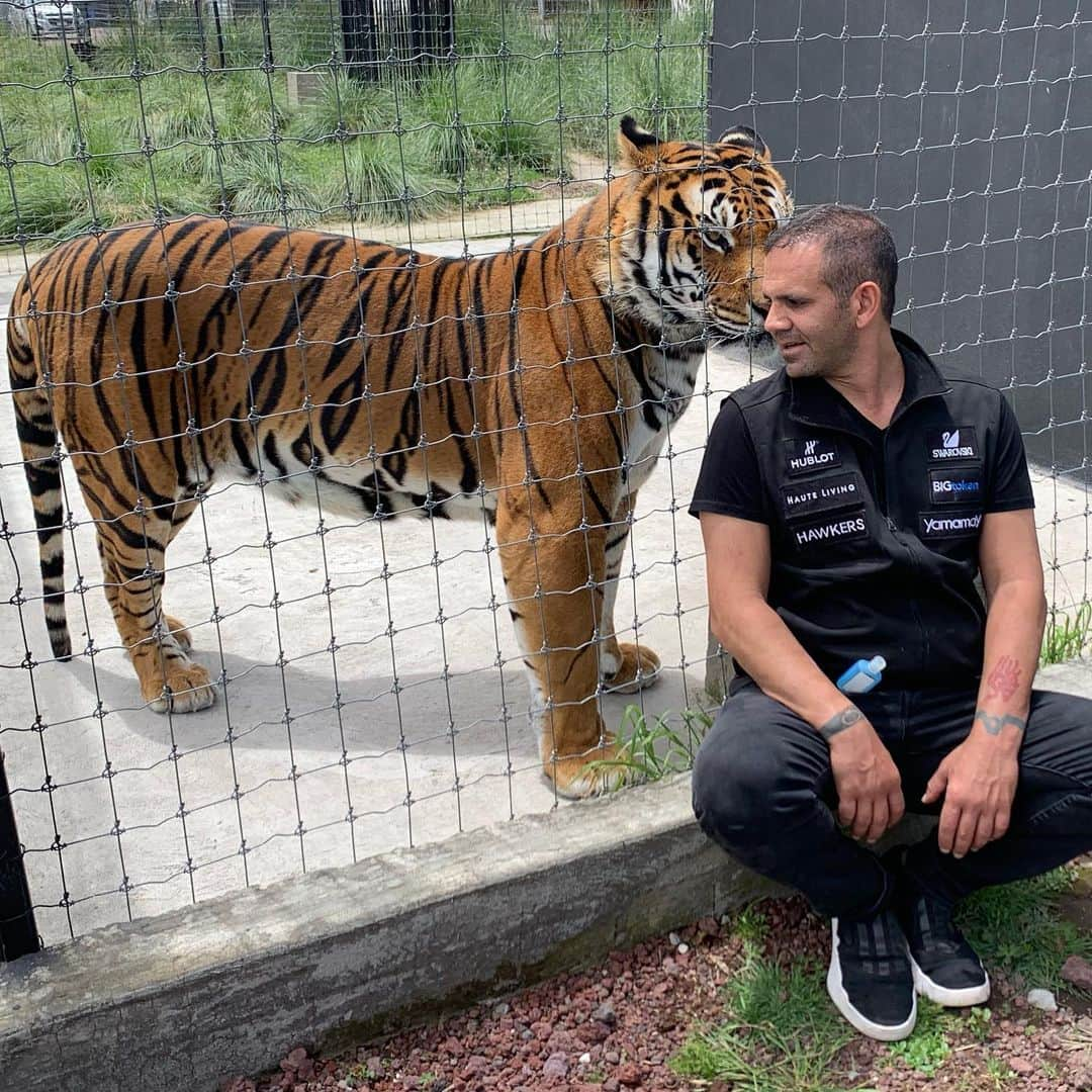 Black Jaguar-White Tiger さんのインスタグラム写真 - (Black Jaguar-White Tiger Instagram)「Keeping company to my boy Alcyone while his future girlfriends, Rainbow and Meera, are moved to his habitat in a couple of days :) #TheNightmaresBJWT #SiberianTiger #SaveTigers」8月21日 3時30分 - blackjaguarwhitetiger