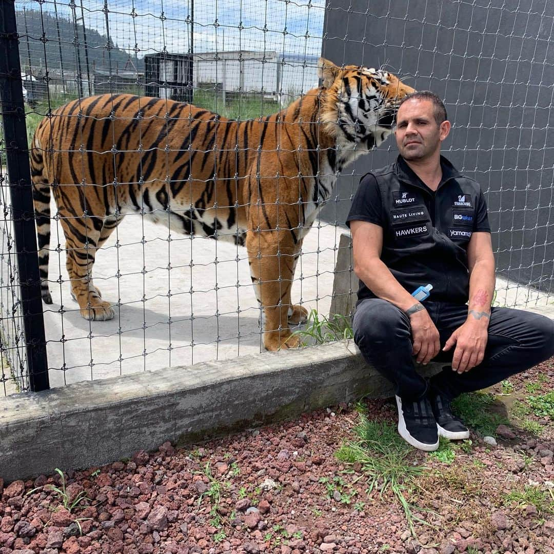 Black Jaguar-White Tiger さんのインスタグラム写真 - (Black Jaguar-White Tiger Instagram)「Keeping company to my boy Alcyone while his future girlfriends, Rainbow and Meera, are moved to his habitat in a couple of days :) #TheNightmaresBJWT #SiberianTiger #SaveTigers」8月21日 3時30分 - blackjaguarwhitetiger