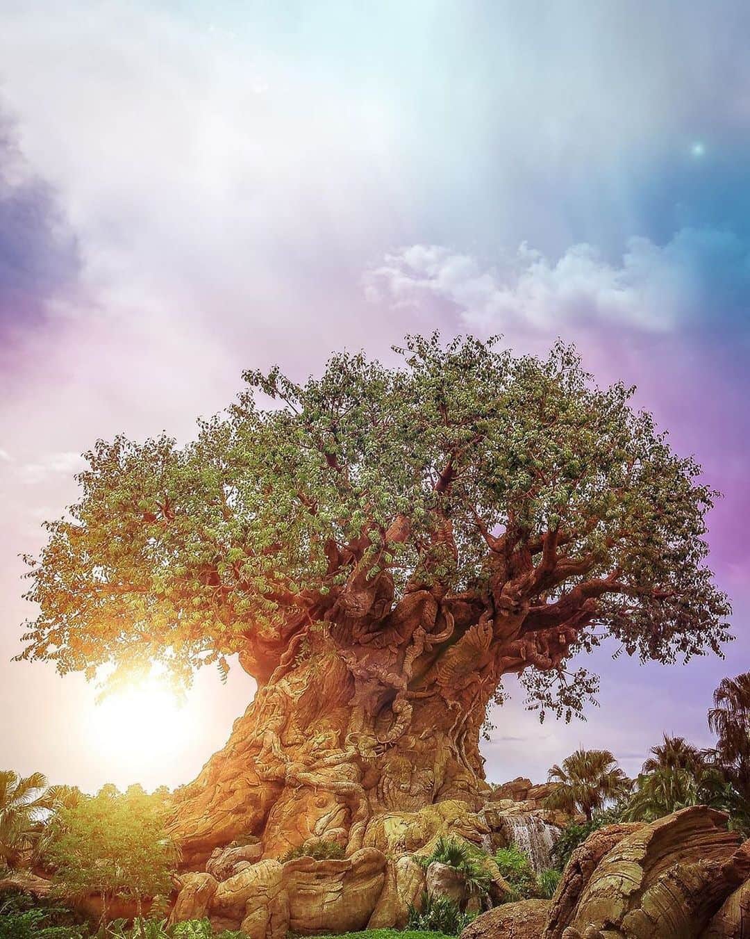Walt Disney Worldのインスタグラム：「And so we are all connected in the great Circle of Life. 🌳☀ #DisneysAnimalKingdom #WaltDisneyWorld(📷: @dougdoesdisney)」