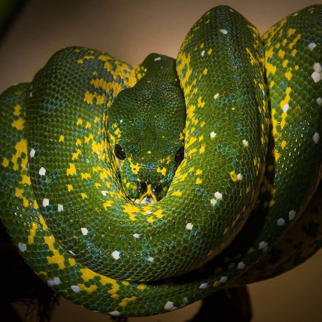 スミソニアン国立動物園さんのインスタグラム写真 - (スミソニアン国立動物園Instagram)「🐍 To lure their food, green tree pythons sit *very* still on a branch and dangle their tail, occasionally wiggling it. When the curious prey gets close enough, the snake strikes! 💥 👋 Meet rad reptiles (and their keepers) at Reptile Discovery Center's daily 11 a.m. + 3 p.m. animal encounters! PLAN YOUR VISIT: s.si.edu/2h3CN1W.」8月21日 3時52分 - smithsonianzoo