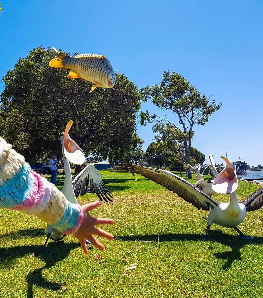 Australiaさんのインスタグラム写真 - (AustraliaInstagram)「“MINE! MINE! MINE!” 🤤 These #pelicans were just a teeny bit excited for lunch when @sara_jessiica saw them in @southaustralia’s #Goolwa. Located on the beautiful @officialfleurieupeninsula, this river town is right at the mouth of @visitthemurray’s #MurrayRiver, which makes it the perfect home for our birdlife. Have a pie at the historic pub in town, enjoy some handcrafted beers at @thesteamexchange brewery, or just chill by the beach and watch the birds fish for their lunch.  #seeaustralia #southaustralia #fleurieupeninsula #travel #landscapephotography」8月21日 4時00分 - australia