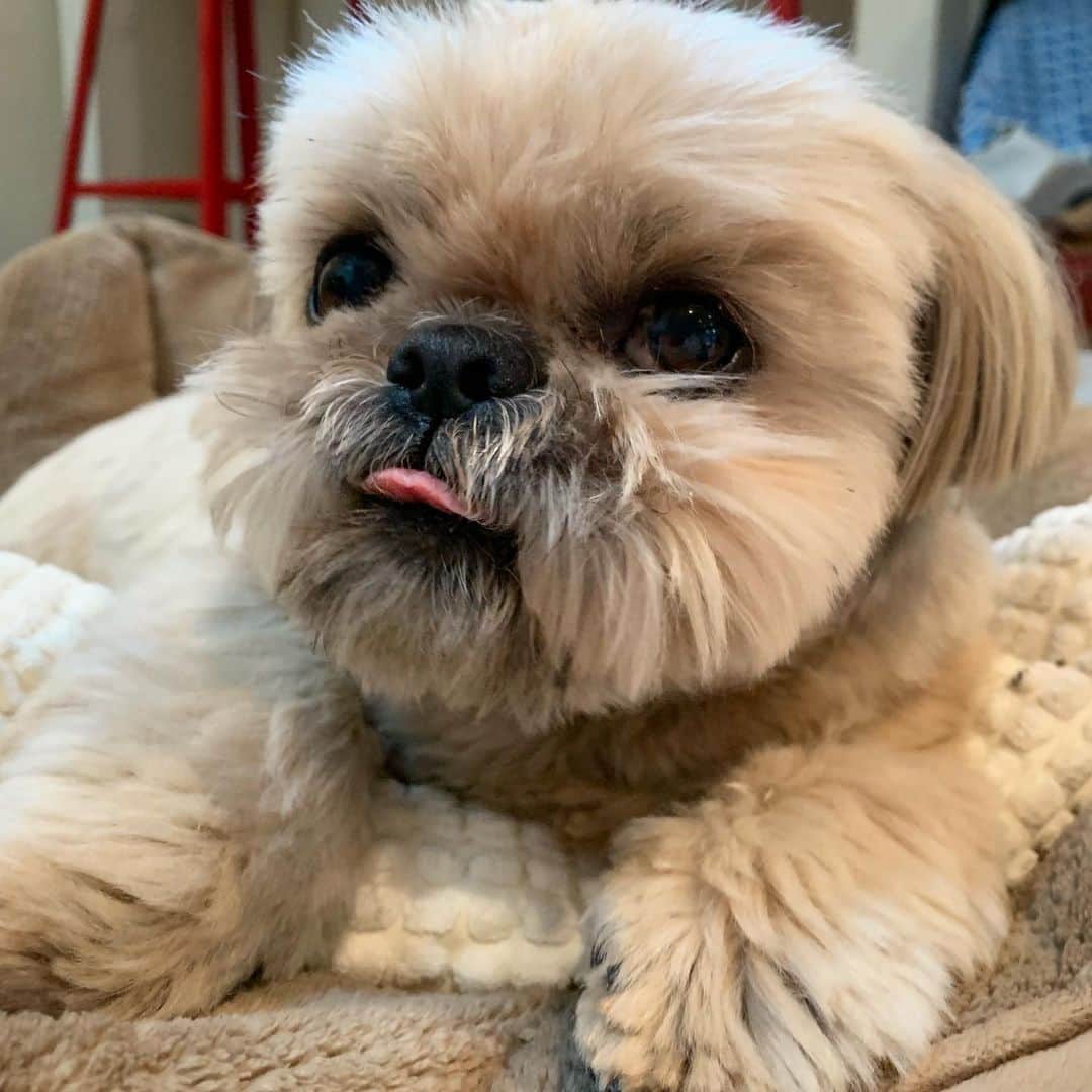 Dougie the Shih Tzuさんのインスタグラム写真 - (Dougie the Shih TzuInstagram)「Tiny tongue out.」8月21日 4時05分 - dailydougie