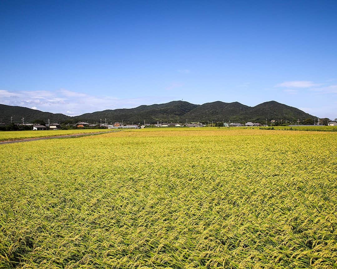 愛知県田原市さんのインスタグラム写真 - (愛知県田原市Instagram)「Rice that has begun to change color. * 色づき始めた稲 *  #青空×黄金⇨#実りの秋はすぐそこ #秋の気配だね #実るほど頭を垂れる稲穂かな #美味しい新米 楽しみ♡  #たはら暮らし  #渥美半島#田原市#田原#伊良湖岬#伊良湖#赤羽根#田#田んぼ  #tahara#irago#akabane #サーフィン#surfing#田舎暮らし#日々の暮らし#休日の過ごし方#スローライフ#instagramjaran#igersjp#菜の花浪漫街道」8月21日 9時37分 - tahara_kurashi