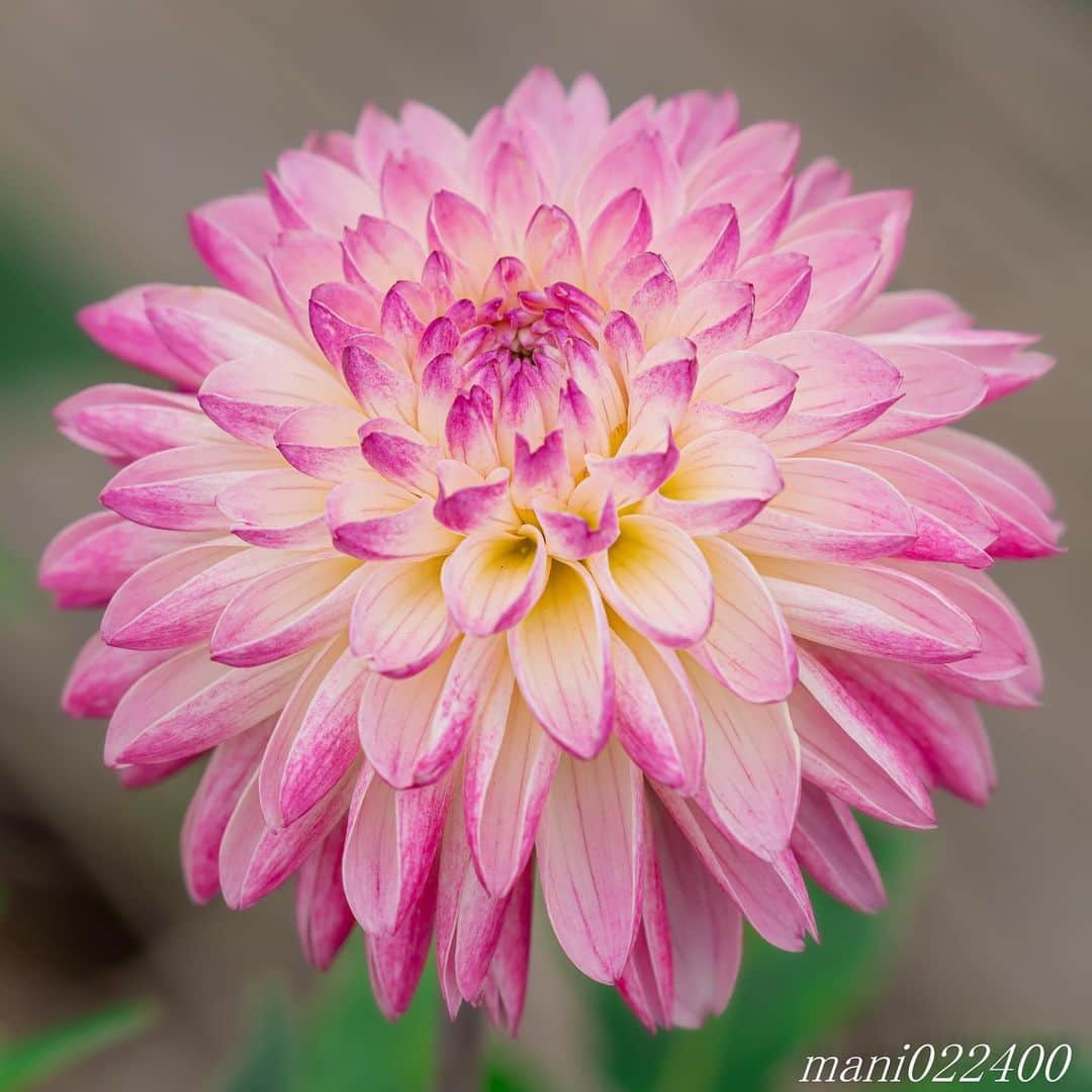 mani022400さんのインスタグラム写真 - (mani022400Instagram)「. 21 Aug. 2019 . Good morning🌸🌺🌹✨ . . . . . 🌺🌺🌺🌷🌷🌷🌹🌹🌹🌸🌸🌸 ご訪問ありがとうございます🙇 . お花以外の写真は サブアカウントにポストしています。 良かったら、覗いてください🙇🙇 ⬇️⬇️⬇️ @mani0224000 . 🌺🌺🌺🌷🌷🌷🌹🌹🌹🌸🌸🌸 . . . 🔷🔷🔷🔷🔷🔷🔷🔷🔷 #カメラ好きな人と繋がりたい  #flower  #花 #flowers  #写真好きな人と繋がりたい love_bestjapan  serahana #ファインダー越しの私の世界  #花のある暮らし  #bns_lite #eclecticshow #explore_floral . #9vaga9  9Vaga_Rose9  9vaga_3flowers9  #floristsandflowers #ip_blossoms_member #fabulous_shots ig_flowers #ponyfony_flowers #meiko_flora_member meiko_roses  #myheartinshots #la_flowers #rainbow_petals #top_favourite_flowers  #quintaflower #inspiring_shot #phx_flowers #dreaming_in_macro flower_special_legend  nature_special_legend  #ind_flowers #tv_flowers #best_mmf_vipday  #best_beauty_flora_  9vaga_flowersart9 #ptk_flowers #fleur_noblesse_m .」8月21日 6時16分 - mani022400