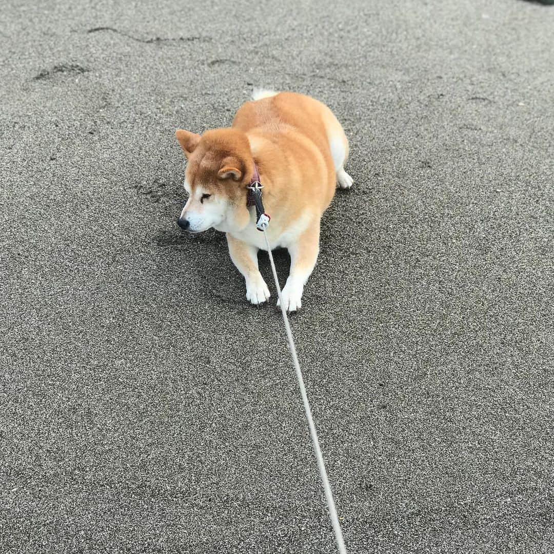 マル子さんのインスタグラム写真 - (マル子Instagram)「涼しくて… #イヤイヤさん  #マル子  #柴犬  #shiba #波打ち際には片口鰯たくさん」8月21日 6時23分 - tomikago