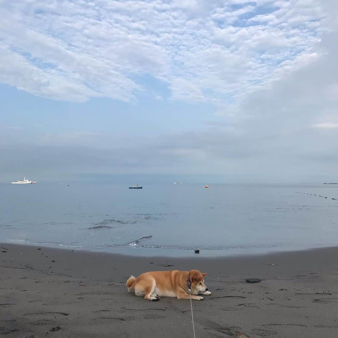 マル子のインスタグラム：「涼しくて… #イヤイヤさん  #マル子  #柴犬  #shiba #波打ち際には片口鰯たくさん」