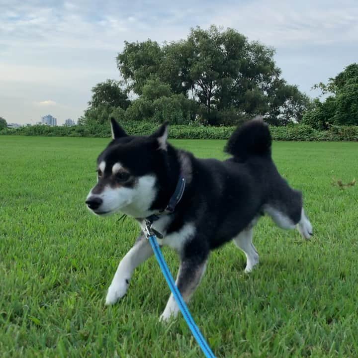 のインスタグラム：「豆さん本日の蹴りっ➰ #豆の蹴りっ #朝んぽ #kuroshiba #blackshiba #shibainu #shibastagram #instadog #dogstagram #柴犬 #黒柴 #黑柴 #日本犬 #和犬 #癒し犬 #いぬら部 #ふわもこ部 #柴犬部 #モフモフ生命体 #柴犬のいる暮らし #わんこのいる暮らし #わんこのいる生活 #わんこと一緒 #わんダ動 #わんだふるjapan」