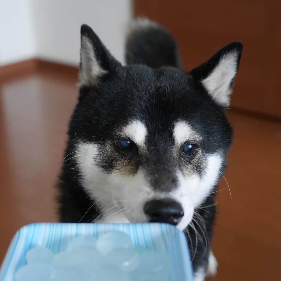 のインスタグラム：「#豆も気になるぅ #わらび餅 #kuroshiba #blackshiba #shibainu #shibastagram #instadog #dogstagram #柴犬 #黒柴 #黑柴 #日本犬 #和犬 #シニア犬 #癒し犬 #いぬら部 #ふわもこ部 #柴犬部 #モフモフ生命体 #柴犬のいる暮らし #わんこのいる暮らし #わんこのいる生活 #わんこと一緒 #わんダフォ #わんだふるjapan」