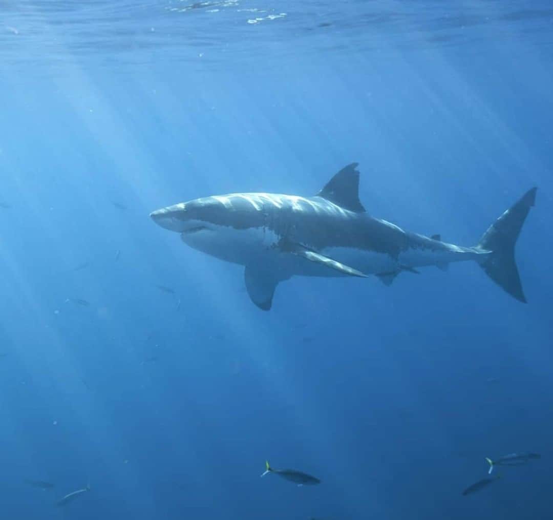 Costa Sunglassesのインスタグラム：「The balance keeper. Sharks allow our oceans to thrive. Learn more about how the @OCEARCH Collection supports this mission at the link in our bio. #SeeWhatsOutThere」