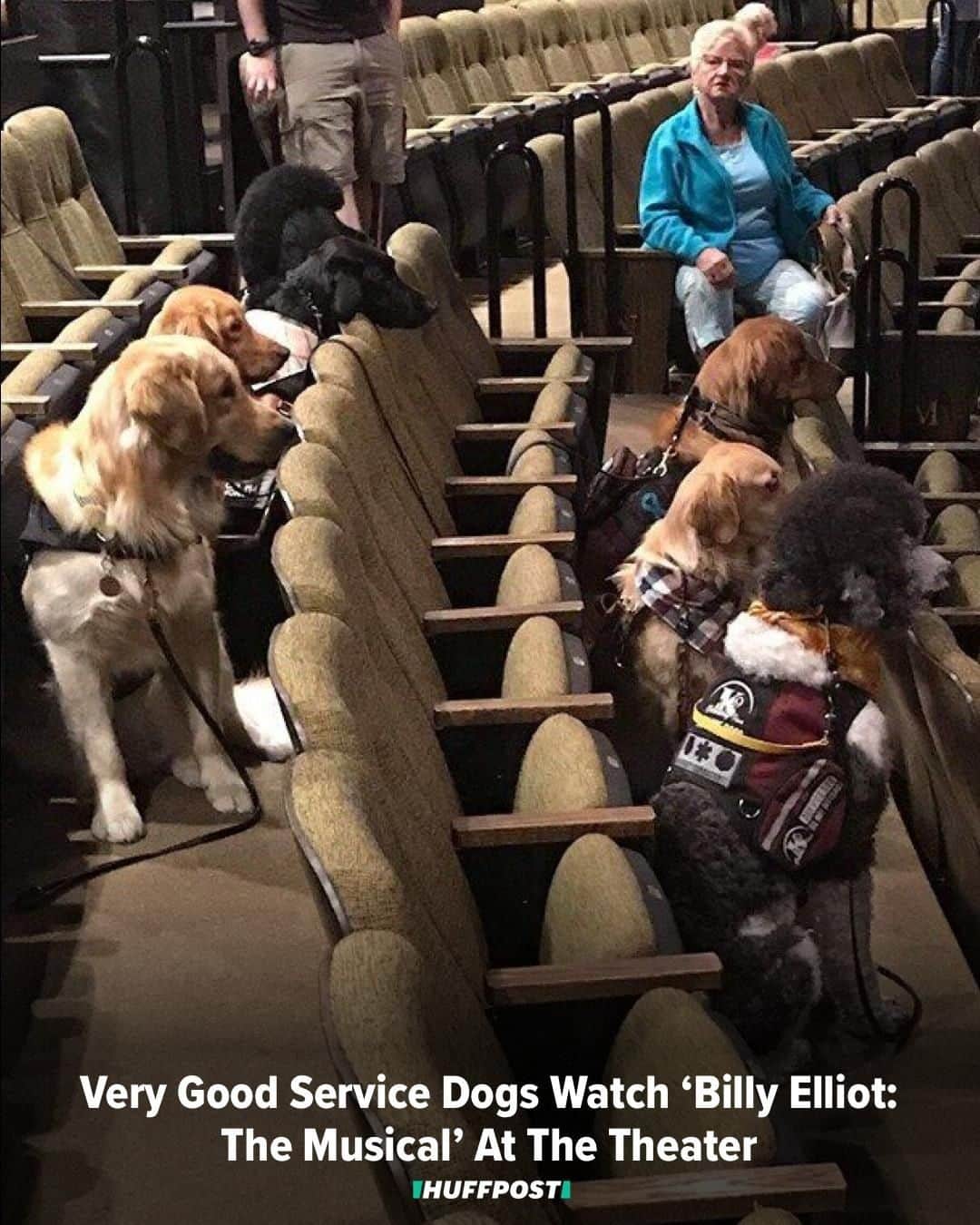 Huffington Postさんのインスタグラム写真 - (Huffington PostInstagram)「Can't handle the cute! 😍 Service dogs in Canada caught a performance of “Billy Elliot: The Musical” as part of their training -- and now the cute images of the pooches are going viral. 🐾 Laura MacKenzie, owner of K-9 Country Inn Working Service Dogs﻿, where the animals are being trained, explained to CBC Radio how the theater “gives us the opportunity to expose the dogs to different stimuli such as lights, loud noises and movement of varying degrees.” The dogs curled up quietly at their handlers’ feet or under the seats during the performance, MacKenzie told HuffPost. // 📷: @k9countryinnservicedogs」8月21日 6時35分 - huffpost