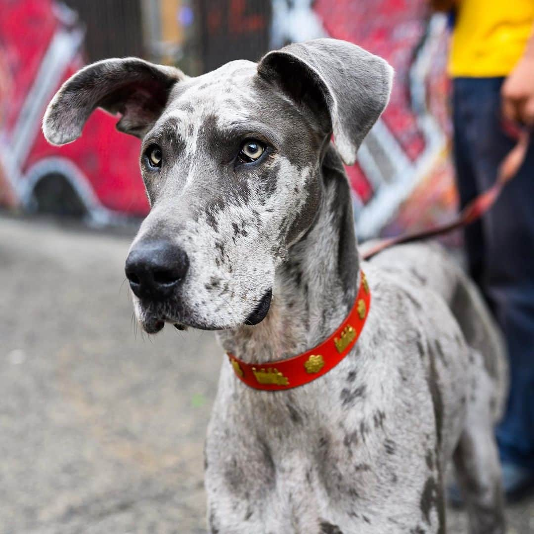 The Dogistさんのインスタグラム写真 - (The DogistInstagram)「Paisley, Great Dane (4 y/o), Lafayette & Spring St., New York, NY • “She still sleeps 22 hours a day.” @paisleythedane」8月21日 6時55分 - thedogist