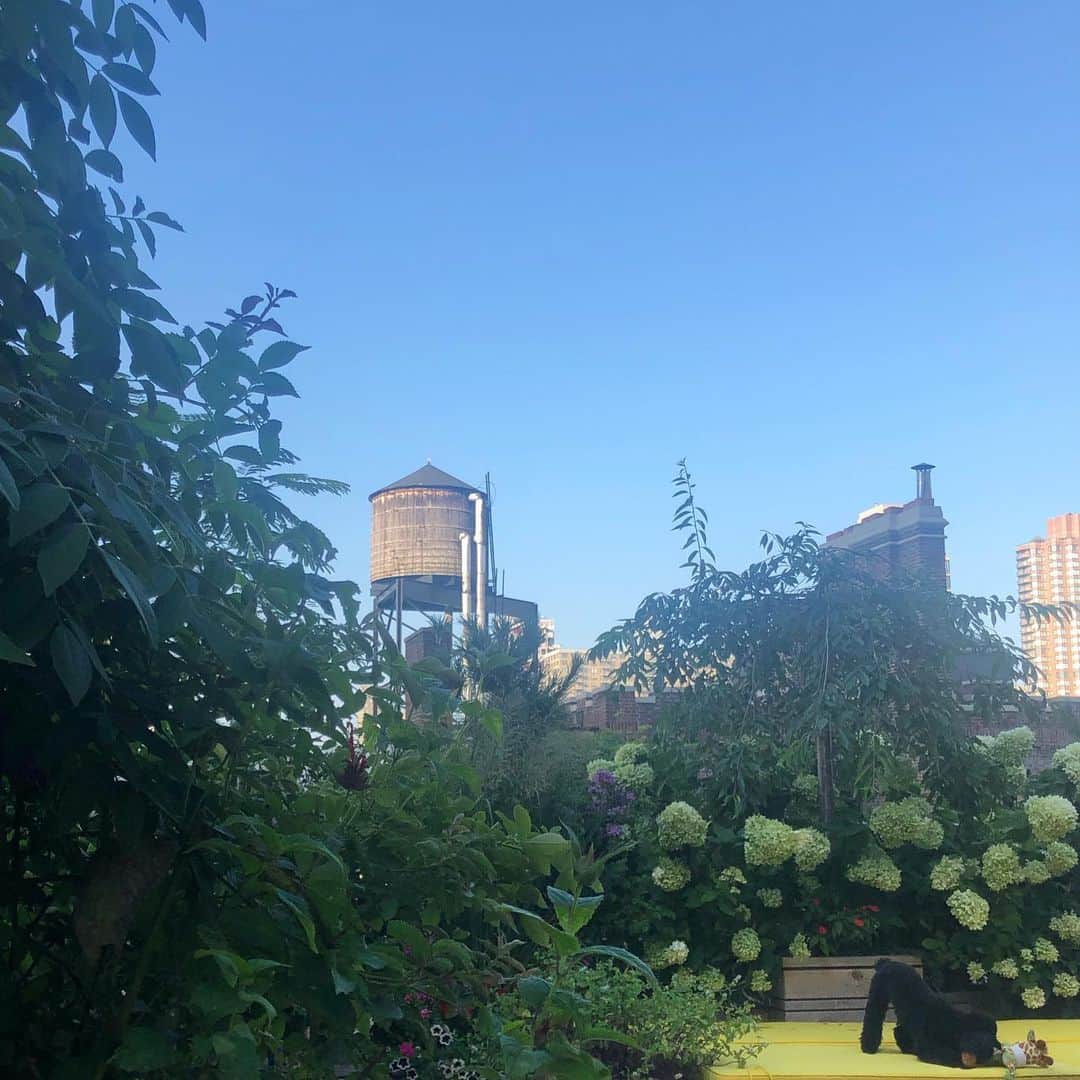 のインスタグラム：「Blue skies Smiling at me Nothing but blue skies Do I see.」