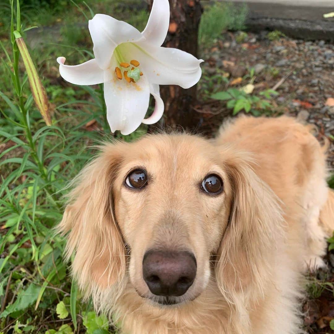 ハッチ＆ニコのインスタグラム：「Good morning ☁️ おはようございます🐶  #カメラ嫌い同好会 #pecoいぬ部 #犬の生活が第一 #癒しわんこ #dachshund #犬バカ部 #短足部 #ふわもこ部 #tokyocameraclub #東京カメラ部」