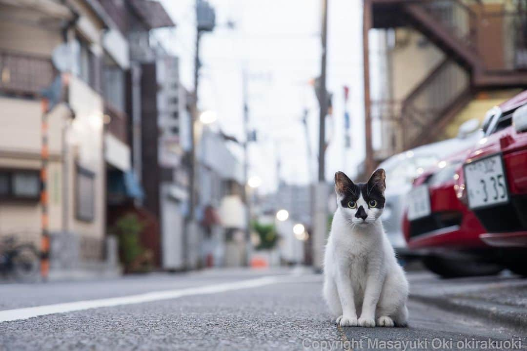 Masayukiさんのインスタグラム写真 - (MasayukiInstagram)「きょとん。  おはようございます。 Good morning from Tokyo Japan ⛅️ #cat #ねこ」8月21日 7時09分 - okirakuoki