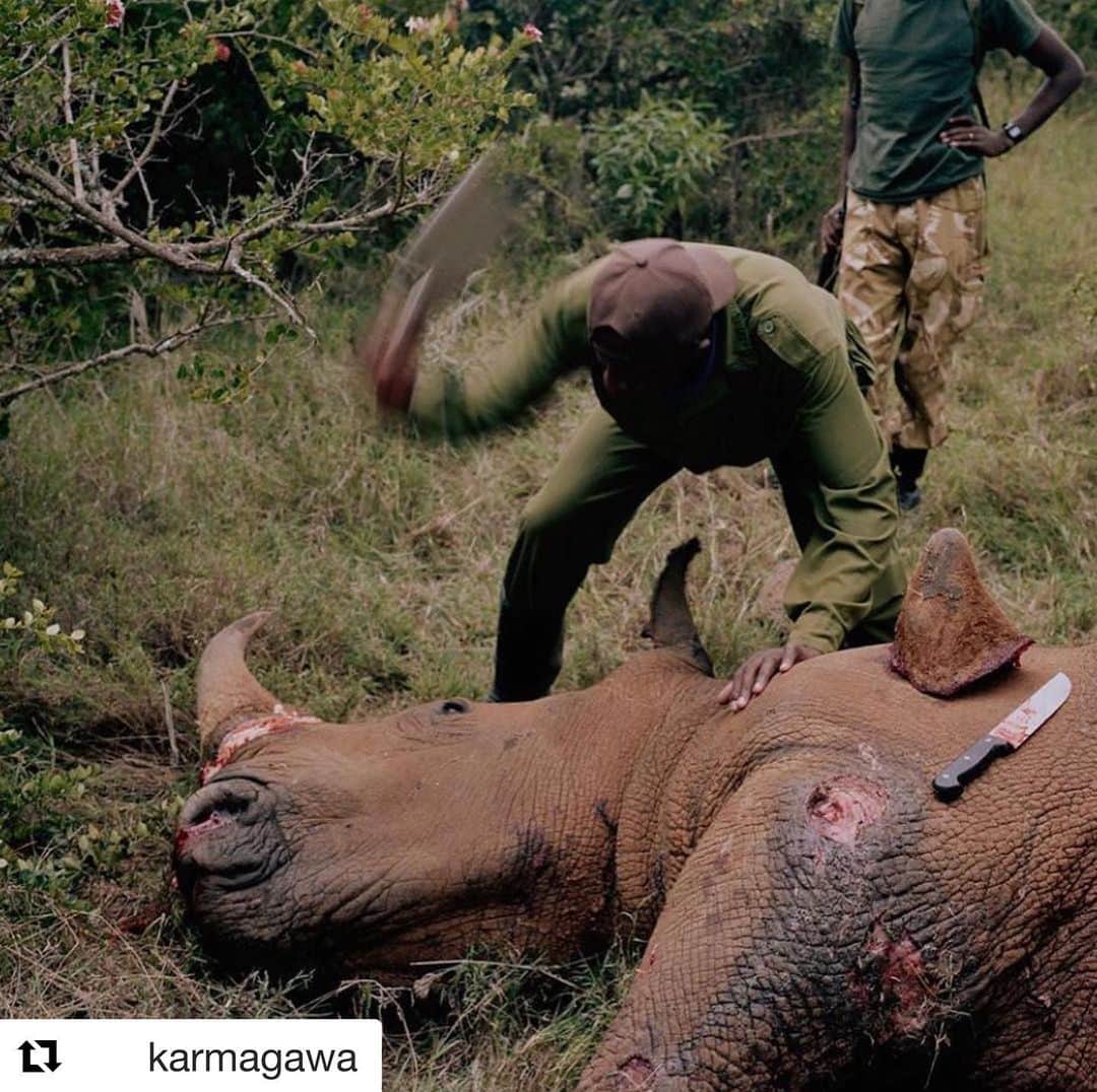 ルイス・ハミルトンさんのインスタグラム写真 - (ルイス・ハミルトンInstagram)「#Repost @karmagawa ・・・ ⚠WARNING GRAPHIC IMAGES⚠ Repost from @chancellordavid Vietnam is one of the world’s largest consumers of rhino horn, contributing to the continued poaching of rhinos in the wild. Last year in Africa 1,100 rhinos were killed by poachers. In 2015, the Government of Vietnam increased sanctions on the illegal trade and use of rhino horns. And, through a variety of campaigns, conservation organisations have tried to educate Vietnamese consumers about Africa’s rhino poaching crisis and the uselessness of rhino horn in medications treating various ailments including hangovers, fever, gout and potentially terminal illnesses, like cancer or stroke. Some people also gave it to terminally ill relatives to console them and show that they had done everything in their power to help them. In a recent study it was found that consumers preferred wild rhino horn over farmed rhino horn, and that they weren’t affected by stigma or concerns about rhino populations. The killing of rhinos in Africa was seen as a remote issue, something that happened far away, out of their influence because they didn’t kill the rhinos themselves. If we are to succeed at all its vital that we strive to promote behaviour change via grassroots education. We need to be clear that the demand for rhino horn is not only costing the lives of rhino, but also the lives of those who dedicate their lives to protecting them. A dead father is also extinct to his family and equally a result of their demand for rhino horn - a ranger hurries from the scene of a poaching with a freshly severed horn, at dawn a poacher lies dead his hand resting on his G3 rifle, rangers remove the horn from a poached rhino, blood drips from a police vehicle carrying bodies to the morgue - all from work in northern Kenya - #withbutterfliesandwarriors @natgeo @thephotosociety @everydayextinction #conservation #endextinction」9月5日 2時21分 - lewishamilton