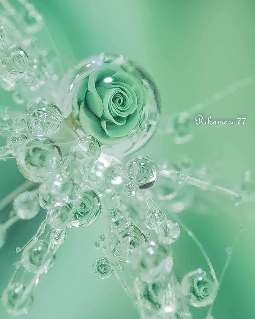 花の写真館のインスタグラム：「Photo by @rikamaru77.⠀ https://instagram.com/rikamaru77/⠀ .⠀ Original Post[投稿頂いたURL]⠀ https://www.instagram.com/p/BlatIdaAUDK/⠀ .⠀ 本アカウントは、 #私の花の写真 をつけてInstagramに投稿された皆さまの花の写真や、「花の写真館」Facebookページで投稿された花の写真を紹介します。⠀ 「花の写真館」Facebookページは、「 @floral.photograph 」のプロフィールにあるURLからご覧ください。⠀ .⠀ #花の写真館 #floralphotograph #floralphoto #flower #flowers #富士フイルム #FUJIFILM⠀ Follow: @floral.photograph」