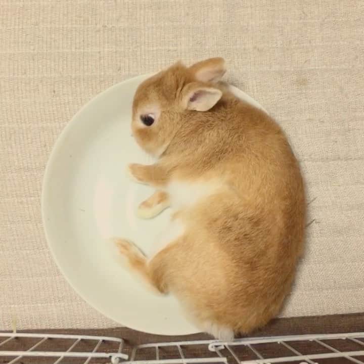 ?まるるのインスタグラム：「* * この前お皿に牧草をのせて置いといたら お皿の上でゴロンしてました🐰 猫鍋ならぬうさ鍋⁉︎😆 最近のまるるんの お気に入りの場所です❤️ * * #うさぎ#ネザーランドドワーフ#ふわもこ部#rabbit#lapin#cutepetclub#WeeklyFluff #bunnystagram#rabbitstagram#instapet#20190904」