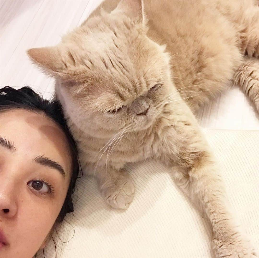 濱中鮎子のインスタグラム：「帰っていちゃいちゃしたのは言うまでもない。  #ちょっとダイエット効果出てきたかな #チャイの話  #cat #ネコ #小心者の親分 #チャイ坊 #チャイ #chai #britishshorthair #ブリティッシュショートヘア #クラッシュフェイス #ぶチャイく #愛の交歓」