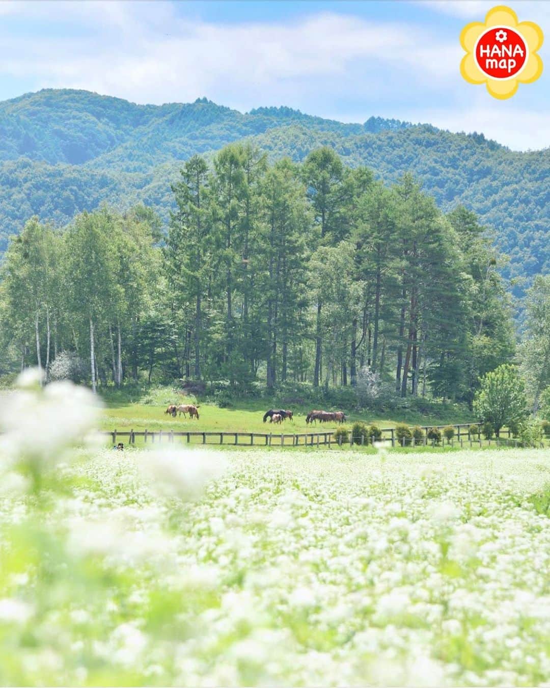 はなまっぷ❁日本の花風景さんのインスタグラム写真 - (はなまっぷ❁日本の花風景Instagram)「🌸はなまっぷ🌸 * @jiananana さんの  花のある風景に花まるを💮 * 木曽馬たちがくつろぐ長閑で素敵な蕎麦畑をありがとうございます😊🌸 * 長野  #開田高原  Kaida Kogen, Nagano Pref. * 🌼ソバの花言葉📝🌼 懐かしい思い出、喜びと悲しみ * 見頃を過ぎている場所もご紹介しています。お出かけの際はHP等で最新の情報をご確認くださいね🙏🌸 * 🌸•••🌸•••🌸•••🌸•••🌸•••🌸 * いつも素敵なお花をありがとうございます😊 日本の花のある風景にタグ付けしてください🌸 お花があれば何でもOKです💓 * #はなまっぷ * #日本の美しい花風景#花のある風景#花#花畑#風景#ソバ#蕎麦」9月4日 20時05分 - hanamap