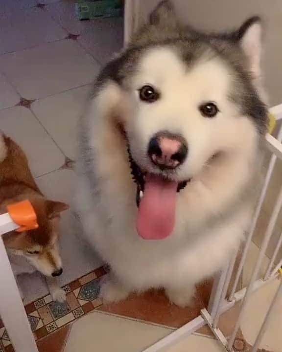 husky and malamuteのインスタグラム：「What if you are a human.😛 follow @alaskandaily （Twitter：alaskandaily）for more cute pic and video.😜 ……………………………………………………………… Each video was approved by the original author. But  don't have a Instagram account. We are first one post those video. So watermark credit @alaskandaily ……………………………………………………………… #alaskan#malamute#alaskanmalamute#alaskanhusky#malamutesofinstagram#puppylife#puppylove#puppydog#puppylover#dogdays#malamutepuppy#huskies#huskeypuppy#huskeiesreq#siberian#huskeiesofig#dogslife#dogsofnyc#cutedog#cutedogs#huskeypics#huskeylovers#huskygram#huskeylove#huskiesofinstagram#dogsofnyc#husky#狗」