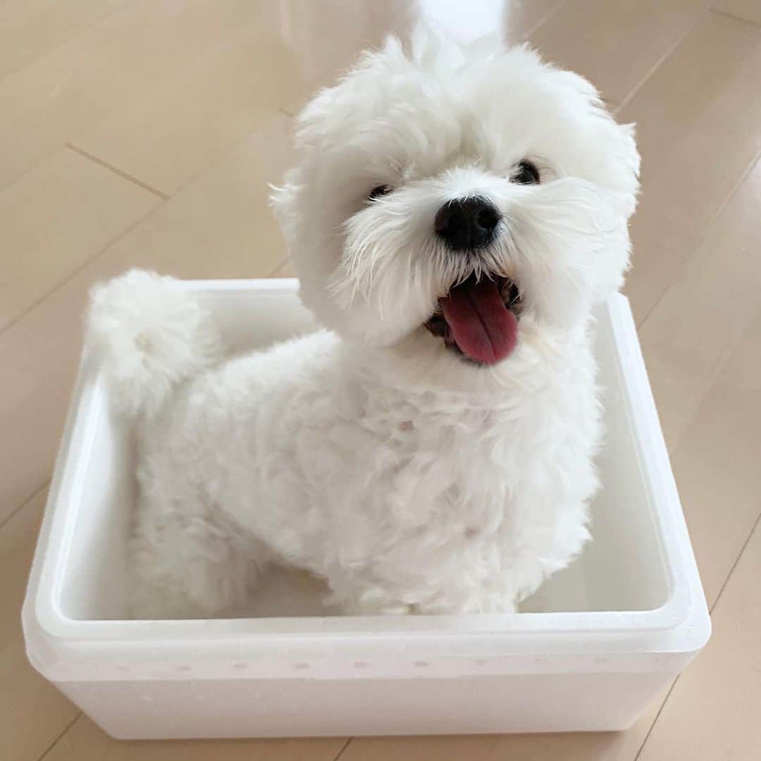 セロリのインスタグラム