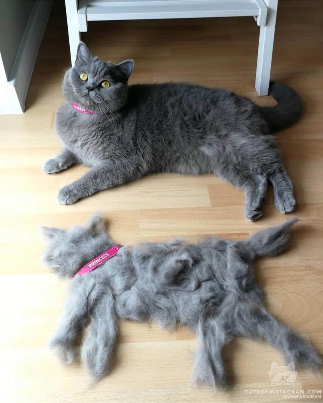 Cats of Instagramさんのインスタグラム写真 - (Cats of InstagramInstagram)「From @lilka_british_cat: “Princess & Queen 👑 ” #catsofinstagram」9月4日 21時41分 - cats_of_instagram