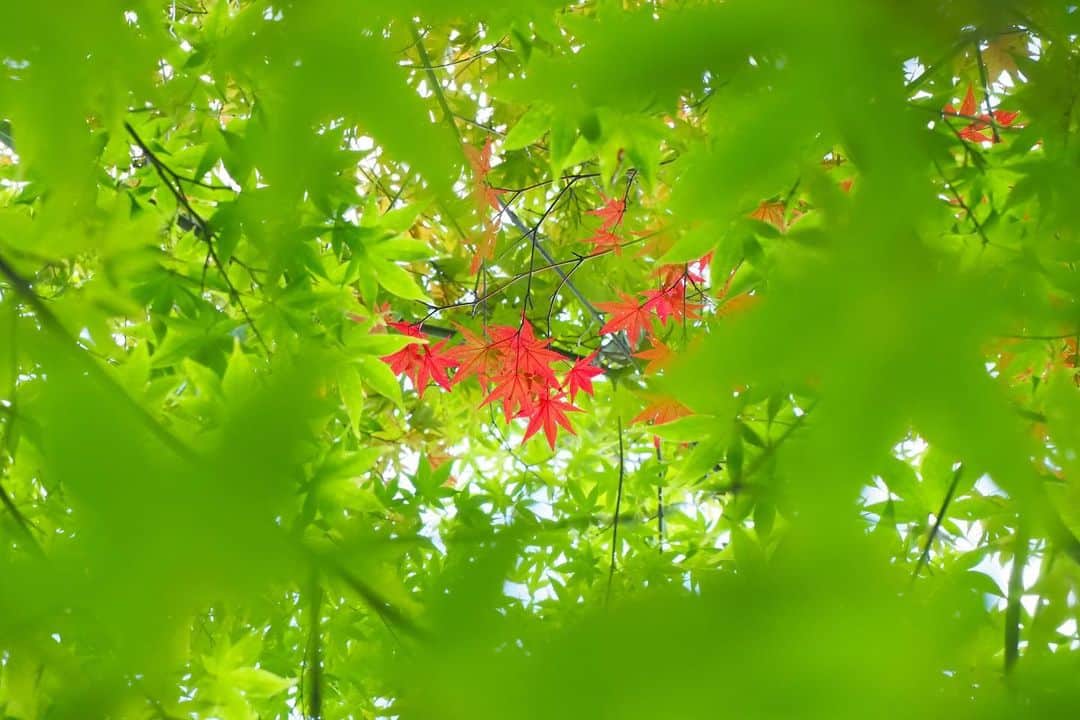 HOSHINOYA｜星のやのグルメインスタ