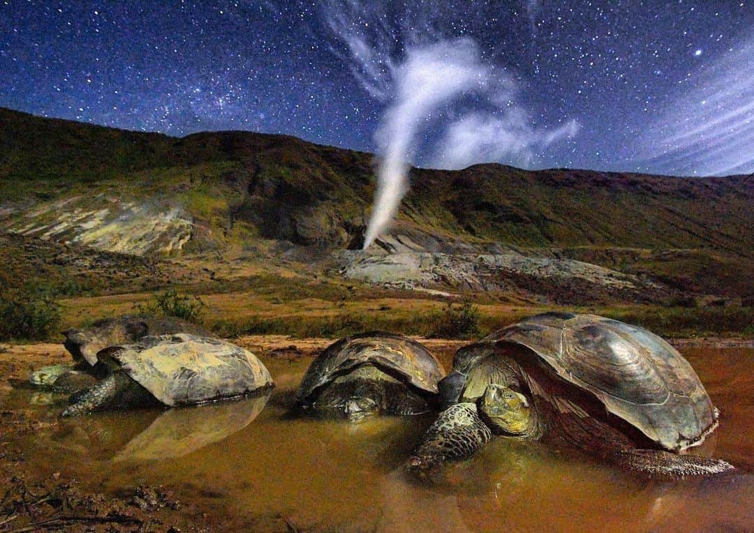 のインスタグラム：「Giant Galapagos tortoises overnight in temporary rainwater pools on the crater floor of Alcedo volcano. The soundtrack to this primordial scene includes regular earthquake like rumblings and the hissing sound of the volcano’s sulphur plume gushing into the night sky. Shot on assignment for @NatGeo in collaboration with @parquegalapagos @charlesdarwinfoundation #galapagos #tortoise #volcano #timetravel #wilderness」
