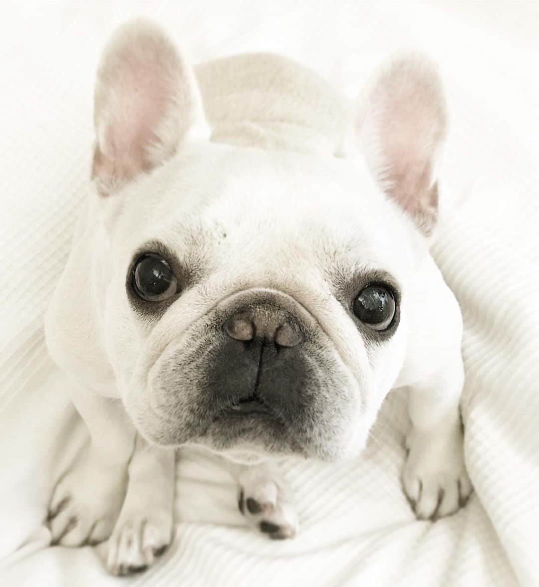 Ham-chanさんのインスタグラム写真 - (Ham-chanInstagram)「#frenchbulldog #frenchie #hamchan #hamham #フレンチブルドッグ #フレブル #はむちゃん #はむはむ #こんばんは  涼しくなってきたね！🐶✨」9月4日 22時06分 - hide_ham_tank