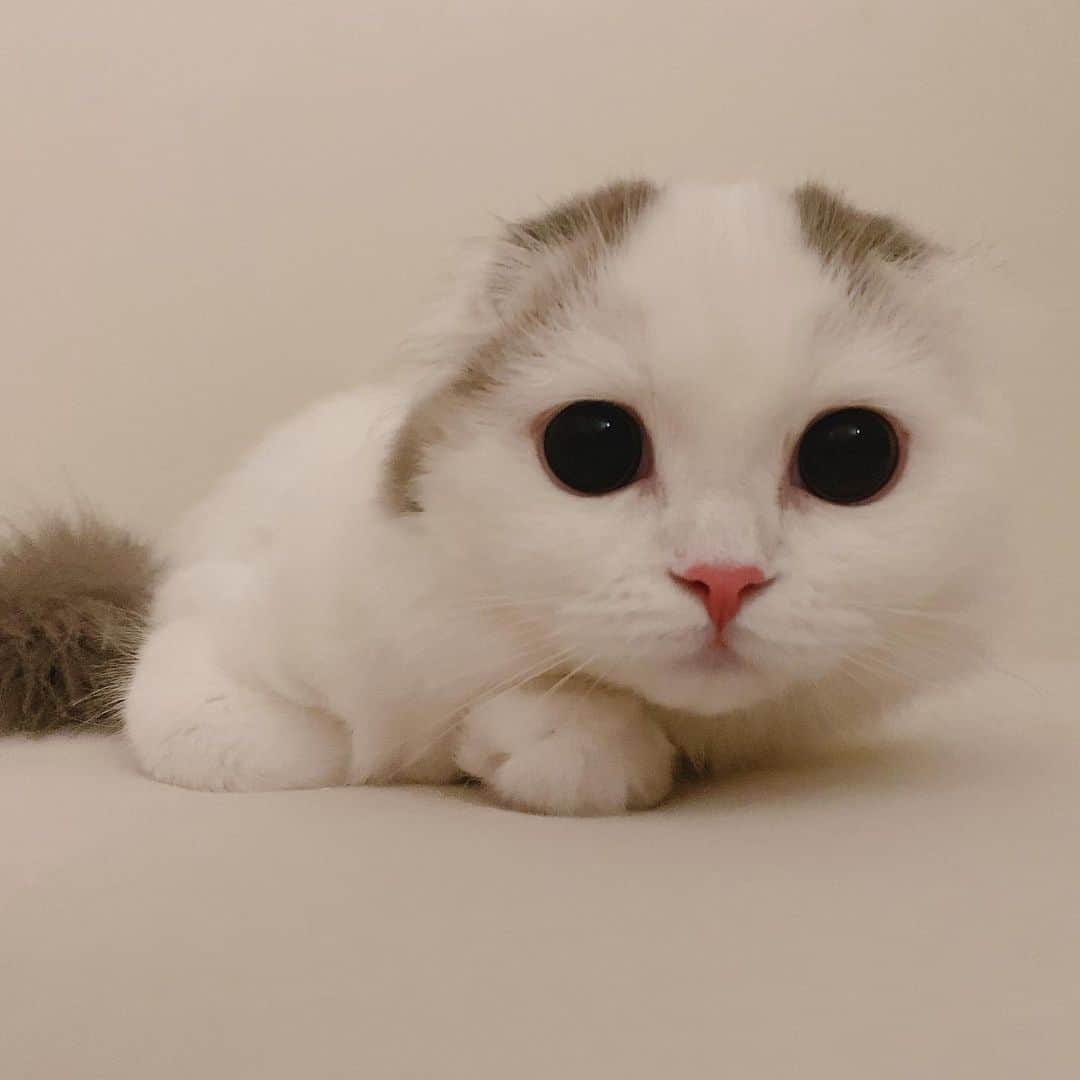 のんたのインスタグラム：「ぱんちゃんいよいよ避妊手術のため明日の朝に入院します🏥がんばろうね！  ぱ「がんばりまーしゅ！」 ・ #scottishfold #catstagram_japan #catsofinstagram #cats_of_instagram#catoftheday #ilovemycat #bestmeow #catlover #cutecat #kittensofinstagram #cute #スコティッシュフォールド」