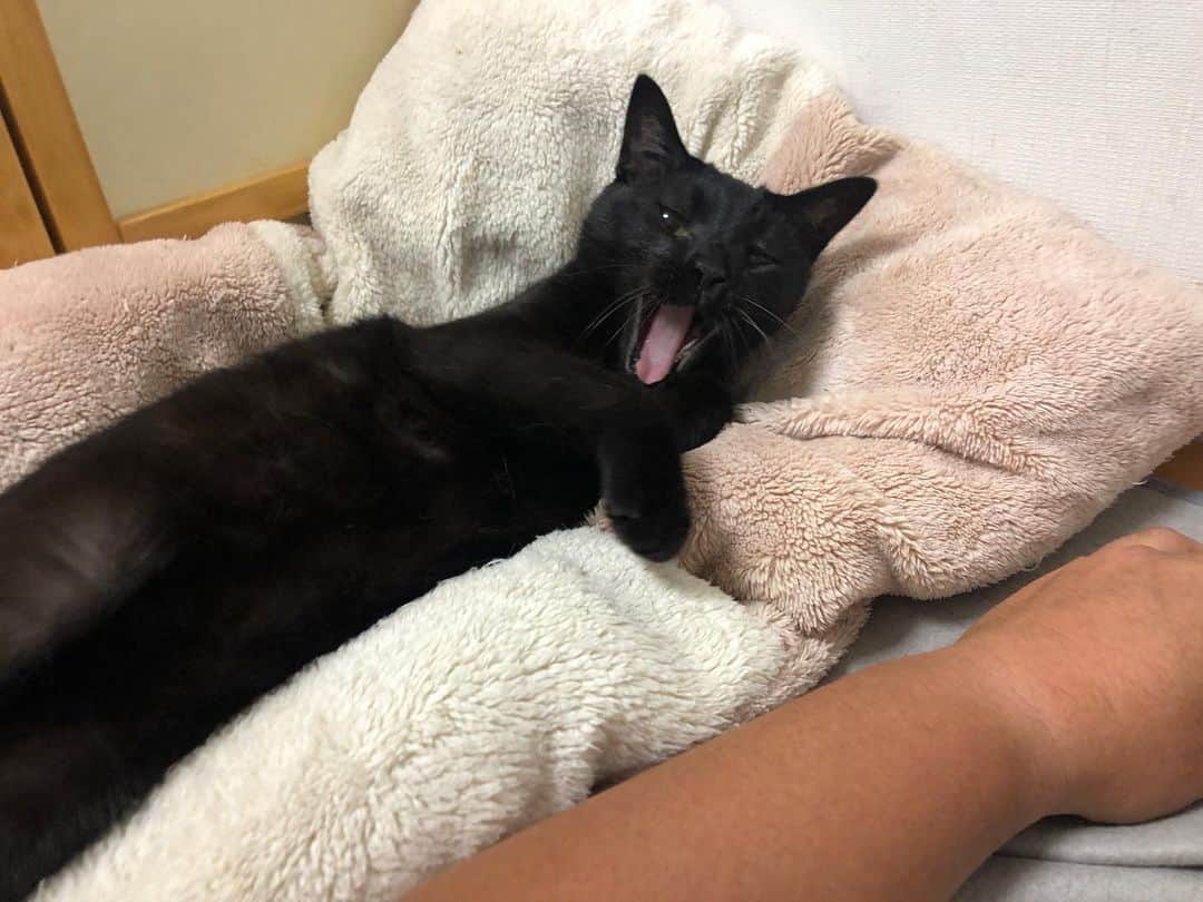 ホタテ＆クラム＆シラスのインスタグラム：「‪仕事机の横にいるかまってちゃん‬ #cat #neko #blackcat #猫 #ねこ #黒猫 #catstagram #instagram #instagramjapan #ig_japan #igersjp」