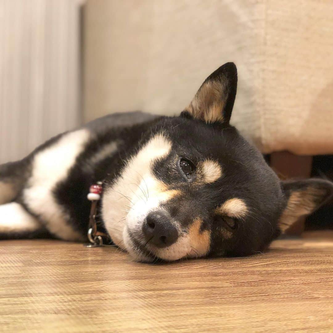 vo_coのインスタグラム：「🐶 出張が終わり5日ぶりに柴犬を堪能中 嗚呼かわいやかわいや * #shibastagram #instashiba #shiba #shibainu #黒柴 #柴犬」
