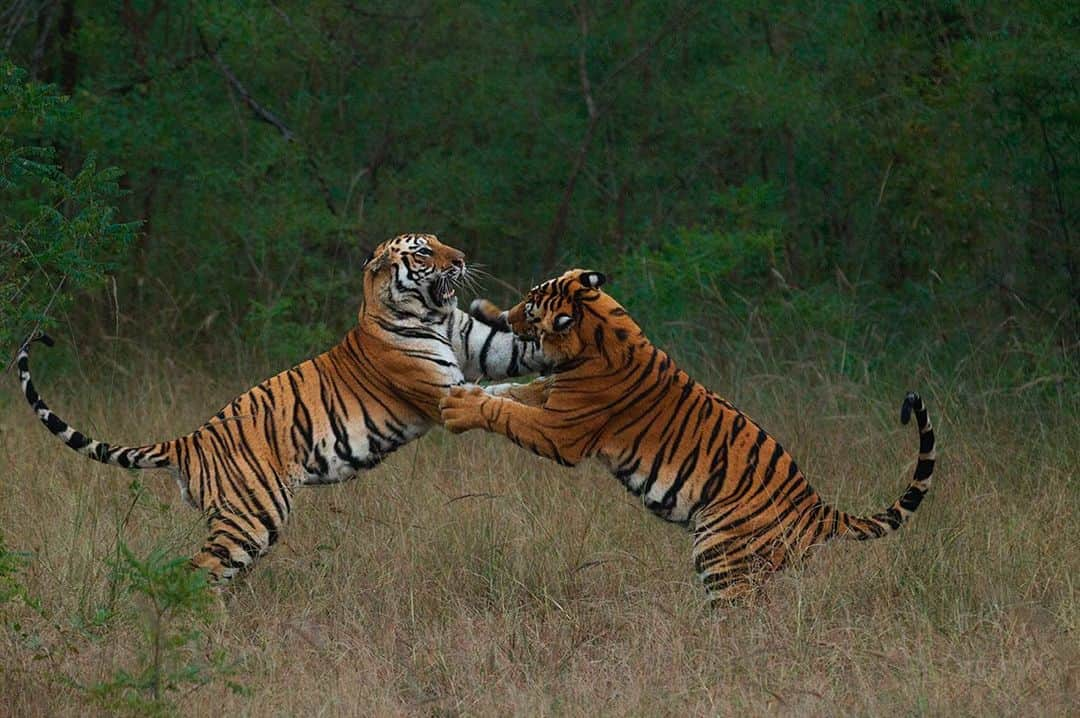 National Geographic Creativeさんのインスタグラム写真 - (National Geographic CreativeInstagram)「Photo by @stevewinterphoto | A pair of nearly grown Indian tiger siblings playfully fight in Bandhavgarh National Park. #India #Tigers #Wildlife」9月4日 22時28分 - natgeointhefield