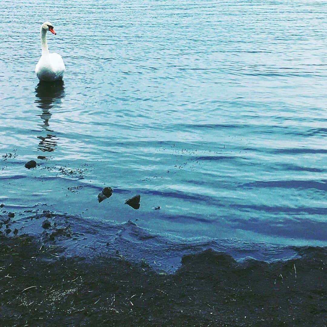 まめのインスタグラム：「Milky white. . . 曇り空の下の湖の とろみのある水面の好き🦢 . #shotoniphone #のの使いすぎ . #mwjp #igersjp #indies_minimal #hueart_life #reco_ig #youmobile #wearegrryo」