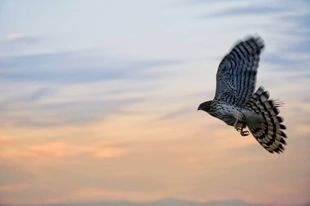 のインスタグラム：「Flap flap flap. Sharp shinned hawk.」