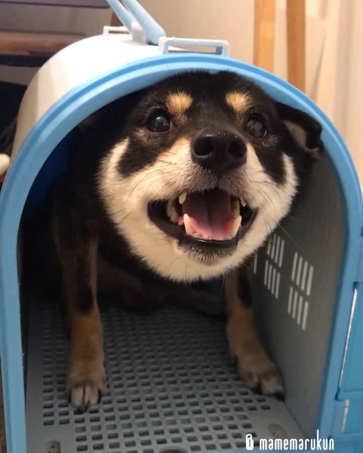 まめ丸のインスタグラム：「* * やっぱりべっそー🏠がお気に入り🐶💓 #まめ丸の別荘 シリーズ --------------------------------- じつはこれフタこわれてるの🐶💦 べっそー🏠のことブログかいたから、 プロフのURLかストーリーからみてね🍀 * my favorite space🐶💓 --------------------------------- I updated my blog🐶💓 The URL is in my profile. Please visit it if you have time❣️ * #ぼくがおうちに来たときのキャリー🐶 #せまいけどおちつくよ💓 * #柴犬#豆柴#柴#黒柴#黒豆柴#犬#日本犬#shiba#shibainu#shibastagram#shibadog#puppy#instadog#dogstagram#dog#instashiba#petstagram#pet#buzzfeedanimals#cute#cutedog#강아지#멍스타그램#weeklyfluff#dailyfluff」