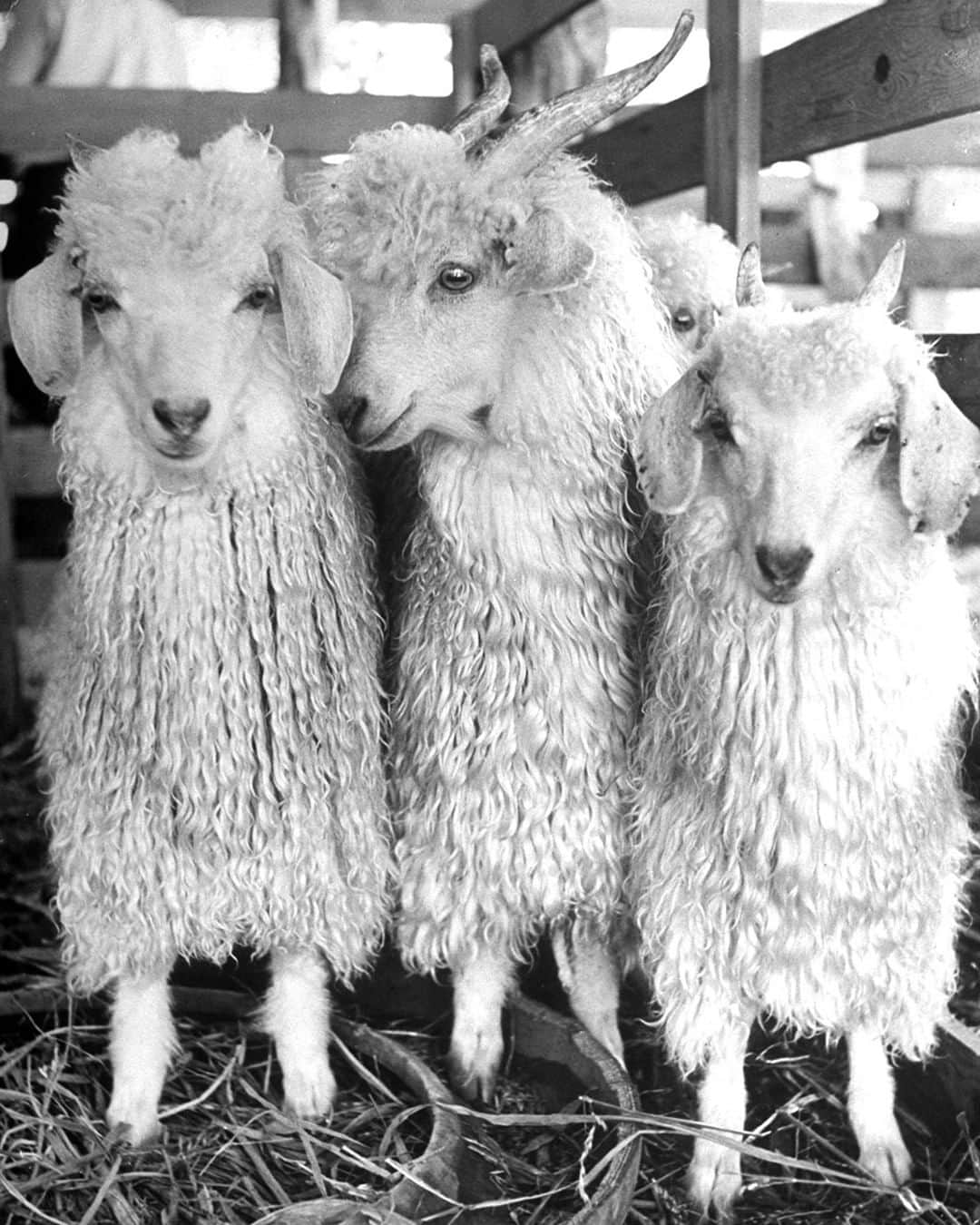lifeさんのインスタグラム写真 - (lifeInstagram)「From the August 31, 1942 animal feature - ANGORA GOATS. According to LIFE, "The handsome little animals in this photograph are well-bred Angora goats, not yet a year old. They look like aristocrats and they should, for Angoras are the blueblooded elite of the goat world. Their long, curly, silky fleece, known commercially as mohair, is used in making fine upholstery, yarn and fabrics. Angora goats are dainty, shy, and not at all smelly." (Alfred Eisenstaedt—The LIFE Picture Collection/Getty Images) #wildLIFEwednesday #AngoraGoats #goatsofinstagram」9月4日 23時10分 - life