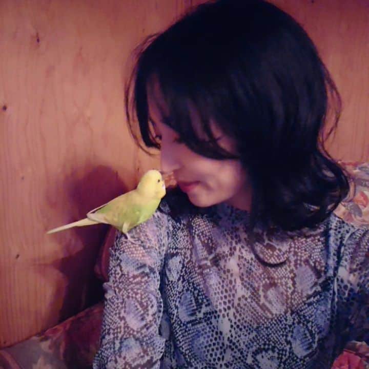 のインスタグラム：「♥️🥰🐦💔 #budgerigar  #D_Drive #yuki #セキセイインコ #bird #lemon #レモンちゃん」