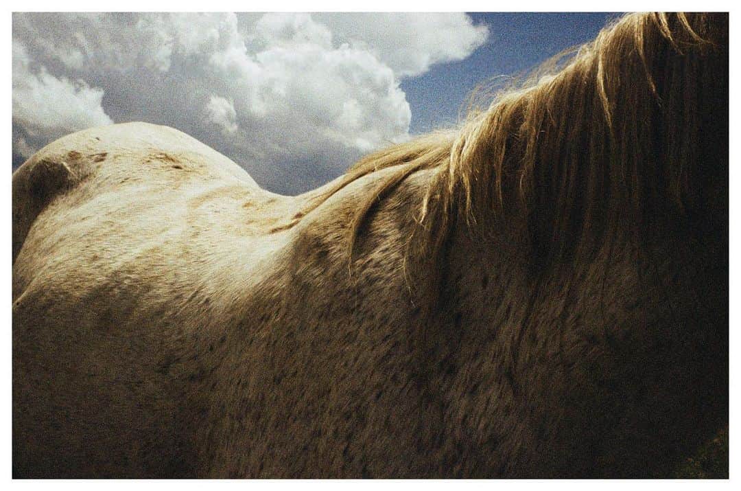 Olivia Maloneさんのインスタグラム写真 - (Olivia MaloneInstagram)「last year’s film shot at a wild horse refuge in colorado 🌻」9月4日 23時27分 - oliviamalone