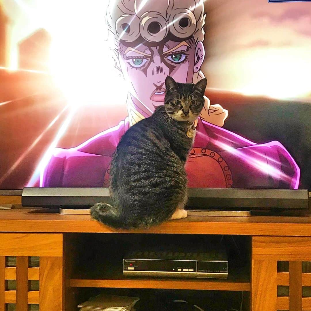 takegaeruのインスタグラム：「このてんてんには夢がある😼！ おやすみにゃさい♬ #ジョジョの奇妙な冒険  #黄金の風  #猫 #cat #よもねこ #よもぎねこ #キジトラ #きじとら」