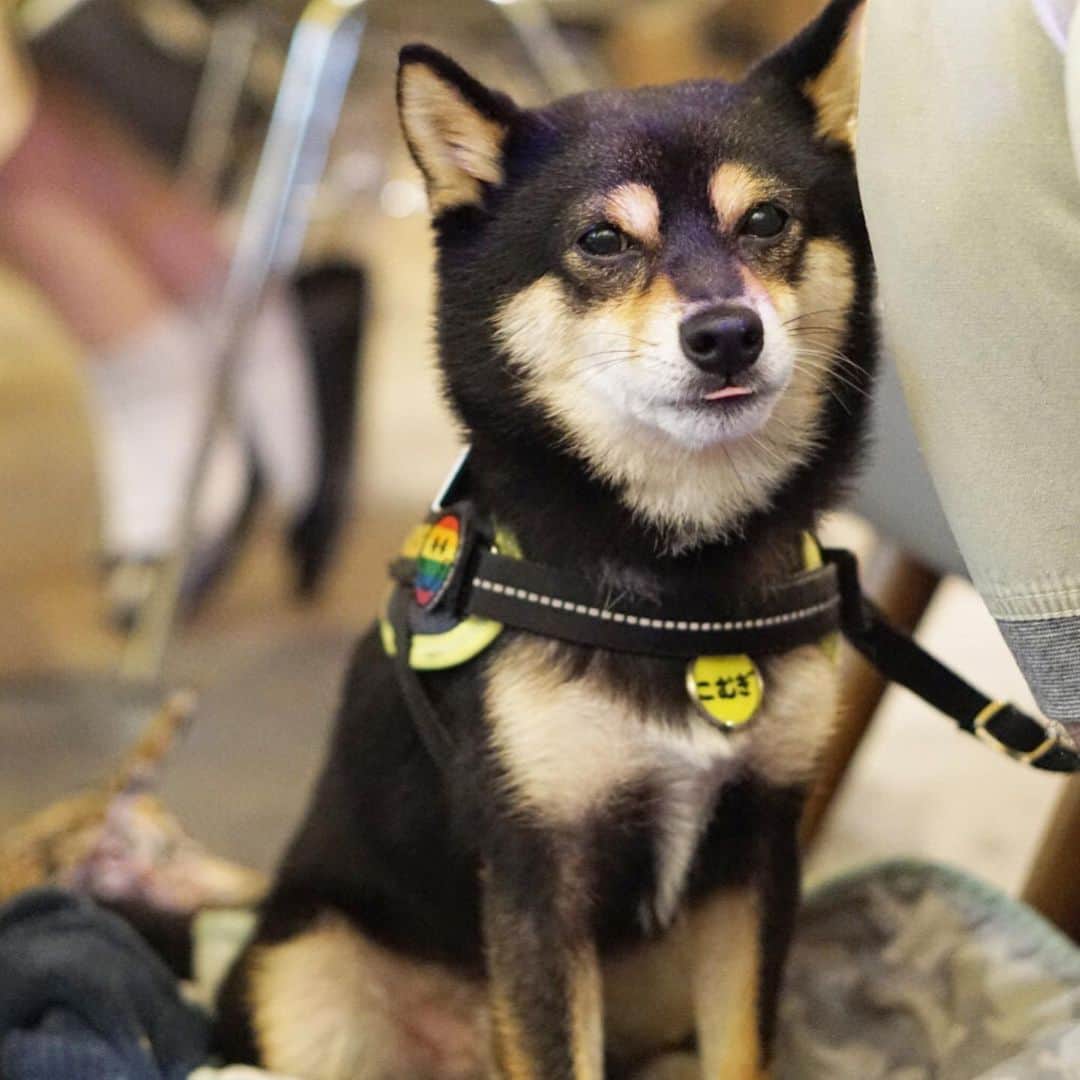 黒豆柴こむぎのグルメインスタ