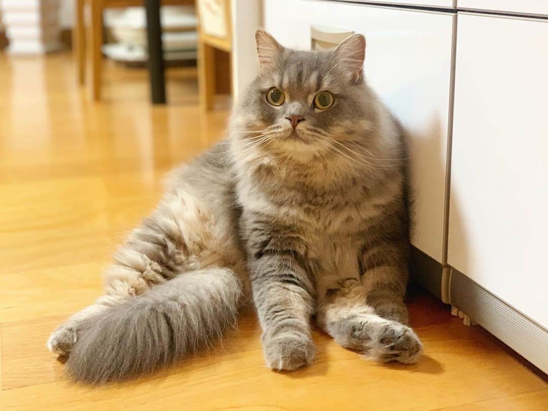 hanaのインスタグラム：「スコティッシュぽい座り方してた🥳 こんなにスコティッシュ感出てたの初めてじゃない？笑 耳がシャキーンと立ってるからスコティッシュ感はないか😮 ＃おやすみ #ねこのいる暮らし #cat #cats #catlover #cutecats #catsnap #catstagram #ilovemycat #adorble #ig_catclub #cats_of_instagram #kawaii #kawaii_cat #meowbox #bestmeow #fluffy #funnycritters #scottishfold #neko #kitty #ねこ #ねこ部 #ネコ #猫 #スコティッシュフォールド #スコティッシュ」