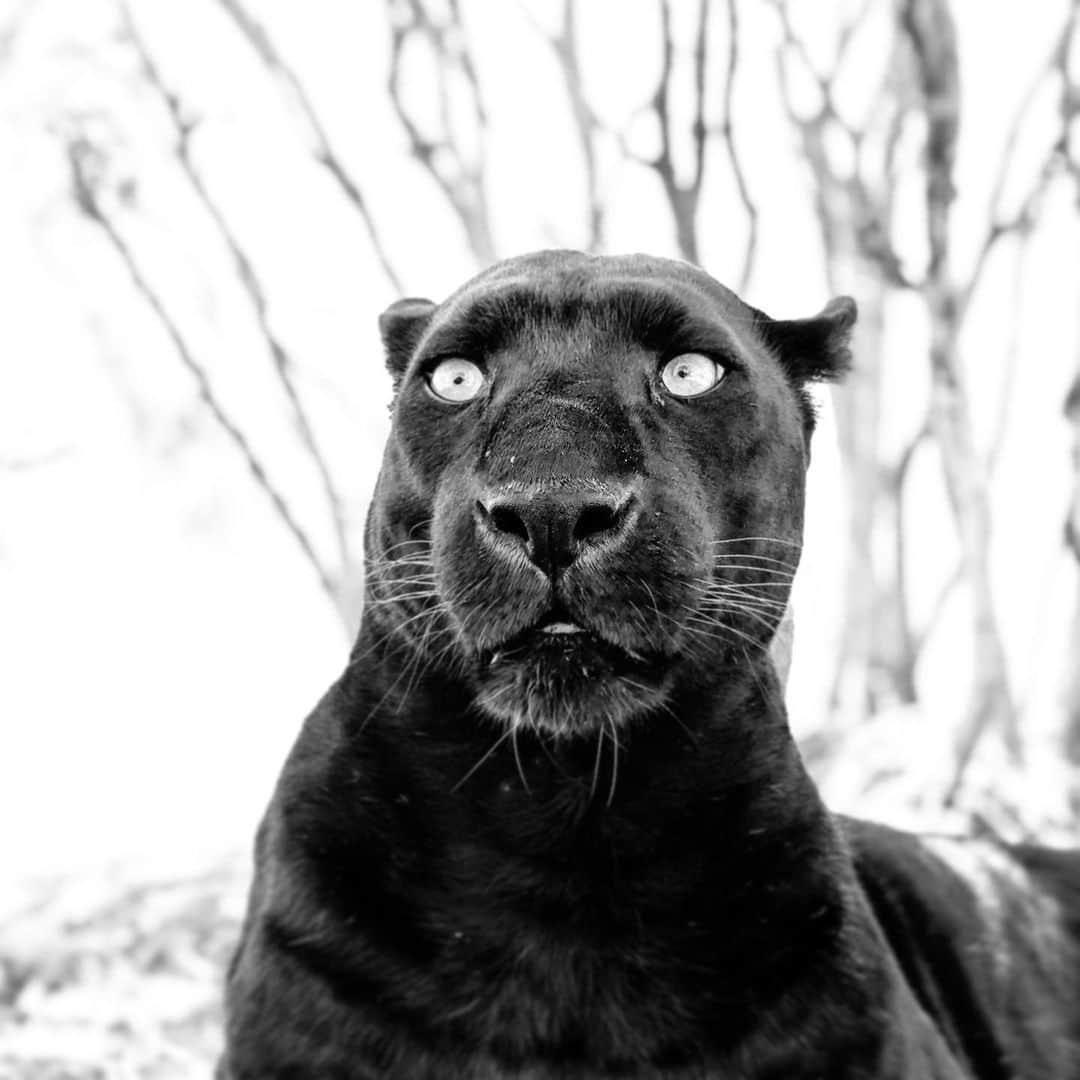 Kevin Richardson LionWhisperer さんのインスタグラム写真 - (Kevin Richardson LionWhisperer Instagram)「Melanistic leopard - aka Duke.  Earlier this year a black or melanistic leopard was photographed in Laikipia Kenya, believed initially to be the first time one was captured in 100 years in the wild. However soon after the media made a meal of it, it became apparent that a black leopard had been photographed in 2001, 2007 and 2013 and seen on many other occasions. Perhaps it was because of the motion picture ‘Black Panther’ that the media latched on to it. Whatever the reason, it’s clear that the world is fascinated with and likes leopards especially black ones, but what many don’t know is that they face fierce persecution due to habitat loss, coupled with human/leopard conflict. Sound familiar? Is this not a big threat if not the biggest threat facing many of our planets species? #blackleopard #leopard #humanwildlifeconflict #blackandwhitephotography #blackpanther #lovetheplanet #reconnectwithnature #habitatloss #savehabitat #saveleopards」9月4日 23時53分 - lionwhisperersa