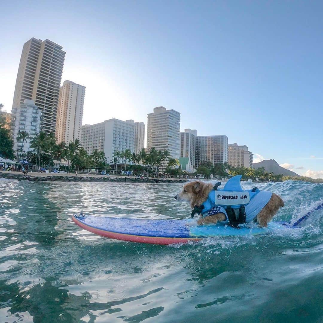 DogsOf Instagramのインスタグラム：「STORY TAKEOVER! “On my way to eat some loco moco!” Writes @supercorgi_jojo // Tap our Stories to see Jojo compete (and win!) a surfing competition in Hawaii! #dogsofinstagram」