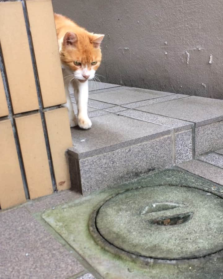岡田屋鉄蔵のインスタグラム：「久々にエクスペンダブルズ氏。ご飯よりナデナデを御所望」