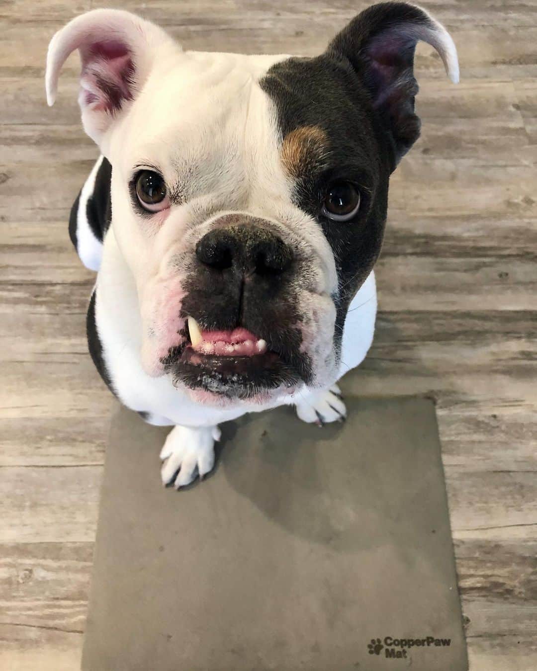 Bodhi & Butters & Bubbahのインスタグラム：「Want to WIN a copper paw mat and a $100 gift card to Amazon??? Look for last weeks post!!! 💗💗💗 . .  I love our @copperpawmat so much, it was the last thing I packed when Butters and I moved because I couldn’t stand to not have it!  Especially with so many people (and germs) coming and going 🙅🏼‍♀️🙅🏼‍♀️🙅🏼‍♀️ the mat kills 99.9% of bacteria entering your home and is super easy to clean 🧼 . . . . . #healthy #happy #life #pawmatpuppy #bulldog #puppy #love #smile #wednesday #giveaway #win #amazon #shopping #dogsofinstagram #bestoftheday」