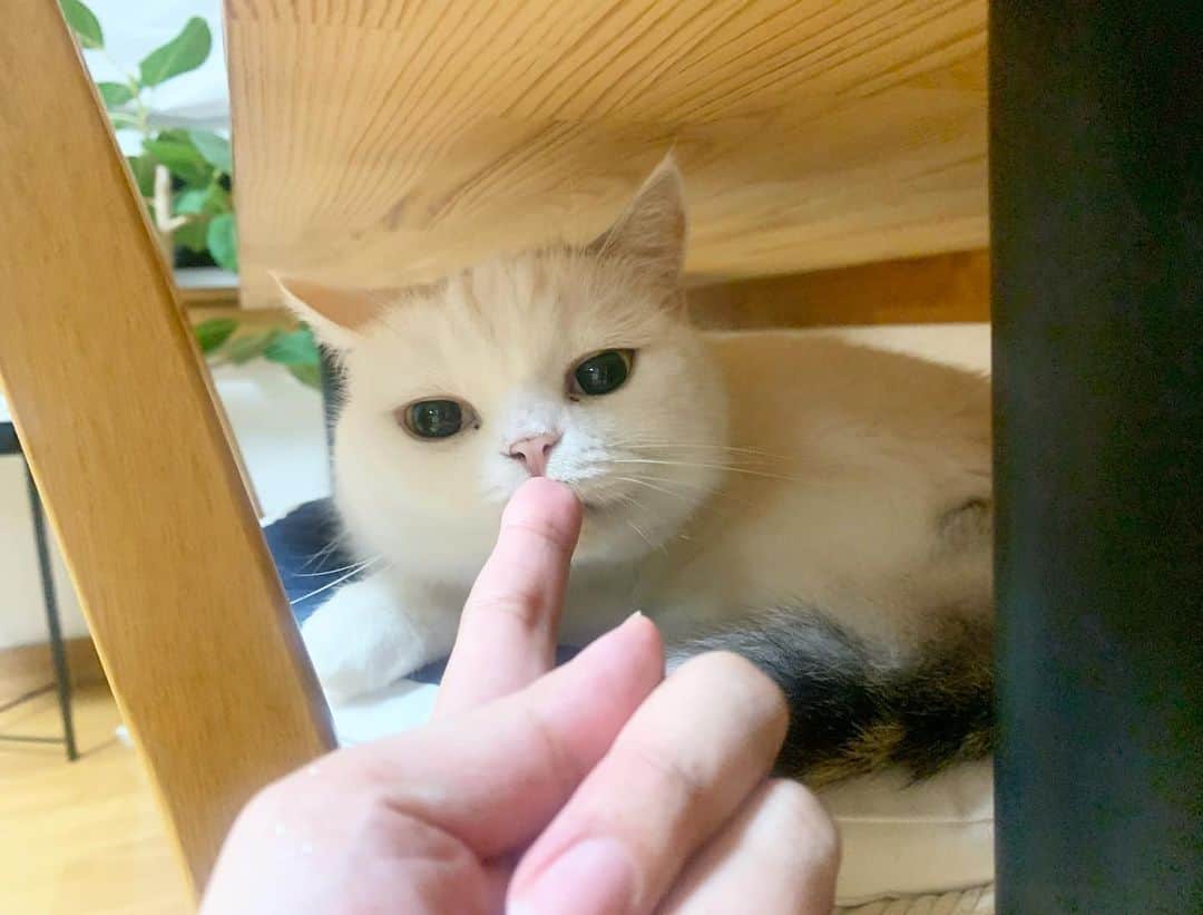 hanaのインスタグラム：「【とうもろこし🌽食べたね？】 匂いを確認してくれるのハナちゃん🥺  #ねこのいる暮らし #cat #cats #catlover #cutecats #catsnap #catstagram #ilovemycat #adorble #ig_catclub #cats_of_instagram #kawaii #kawaii_cat #meowbox #bestmeow #fluffy #funnycritters #scottishfold #neko #kitty #ねこ #ねこ部 #ネコ #猫 #スコティッシュフォールド #スコティッシュ #ふわもこ」