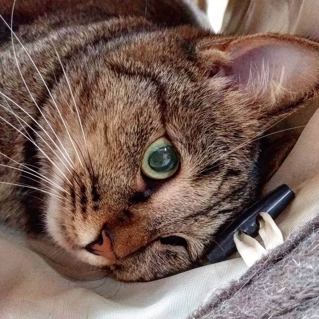 高口里純さんのインスタグラム写真 - (高口里純Instagram)「隠れてるのです。娘が苦手なのです😾でも、すぐ見つかってしまうのでした🙀  #猫#ねこすたぐらむ #にゃんすたぐらむ #キジトラ  #cat#kitty#pet」9月5日 1時17分 - takaguchijay