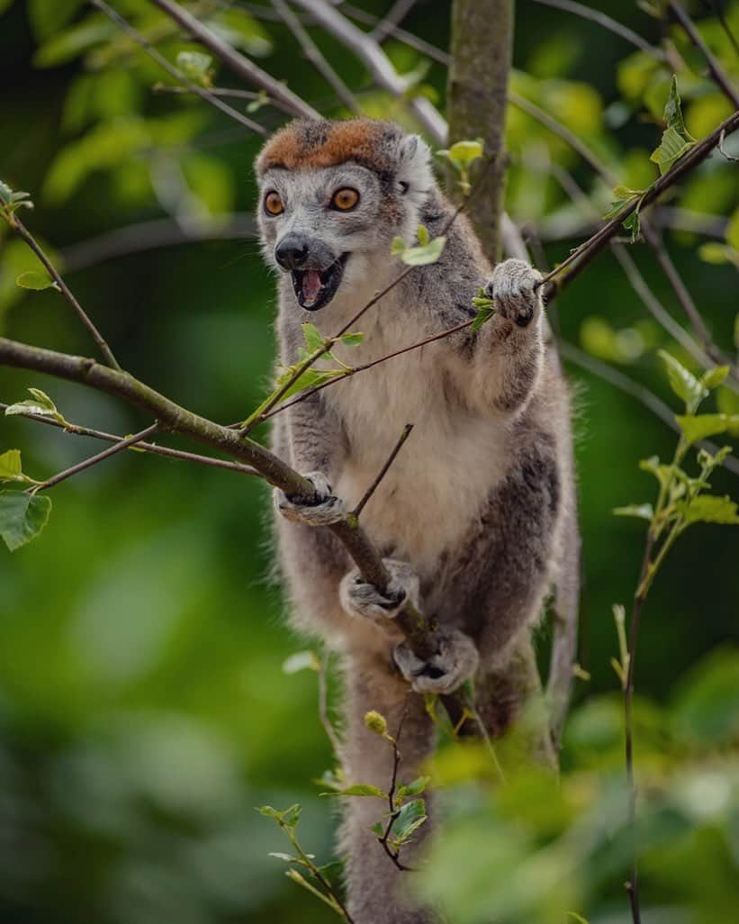 Discoveryさんのインスタグラム写真 - (DiscoveryInstagram)「Named for the crown-shaped, orange pattern of fur above its brow, the crowned lemur is one of the world’s rarest primates. What do you think he’s trying to tell us? 📸 by the Chester Zoo (@chesterzoo) . . . . #adventure #travel #nature #photography #landscape #love #photooftheday #explore #sky #wanderlust #naturephotography #instagood #sea #beautiful #picoftheday #travelgram #lemur #NationalWildlifeDay」9月5日 1時41分 - discovery